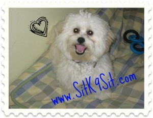 San Diego Puppy Potty Training