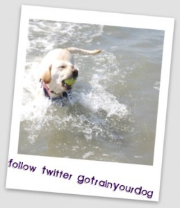 San Diego Dog & Puppy Training