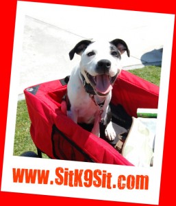 San Diego Dog Training Rescue Dog San Diego Dog Training Resuce Dog