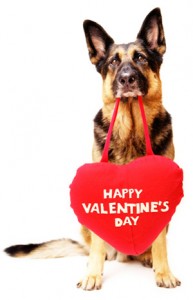 photo credit:  Helen Woodward Animal Center